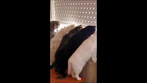 cats,cats Curiosity،cats funny،funny، Neighbor fight,، Neighbor,barbers,funny videos,funny,animals2024,funny 2024