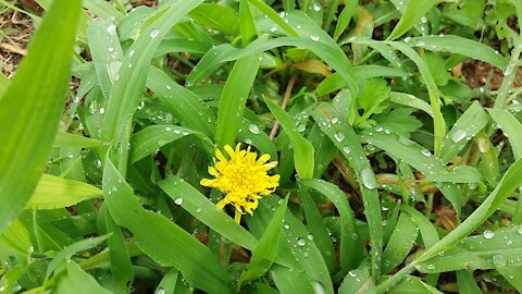 Raindrops on the leaves of grass.