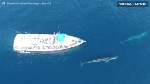 Turistas recebem visita de 2 baleias gigantes na Califórnia