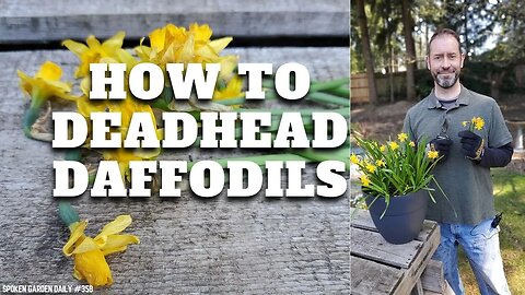 ✂ How to Deadhead Daffodils #shorts | Deadheading Daffodils - SGD 358 ✂