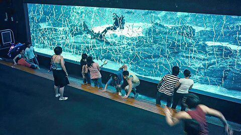 Earthquake Causes The Aquarium Glass to Shutter, Leaving Visitors Underwater