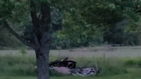 Whitetail Deer 🦌 at the Farm 🌳 🚜