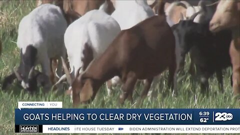 Goats helping to clear dry vegetation California