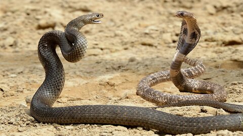 How King Cobra Eating Water Snake ?