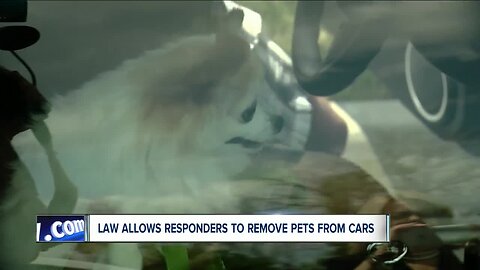 New law allows firefighters & emergency responders to rescue pets from hot cars