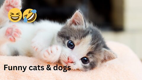 Funny animals, Puppies and kitten video