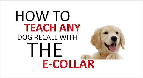 HOW TO TEACH ANY DOG RECALL WITH THE E-COLLAR