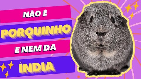 NÃO É PORQUINHO E NEM DA ÍNDIA