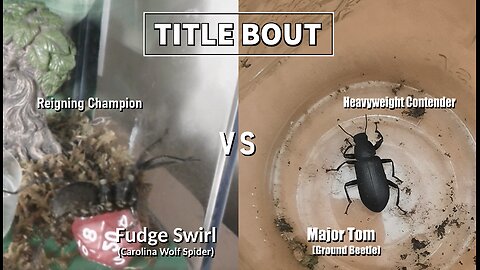 Fudge Swirl Vs Beetle | Take 2