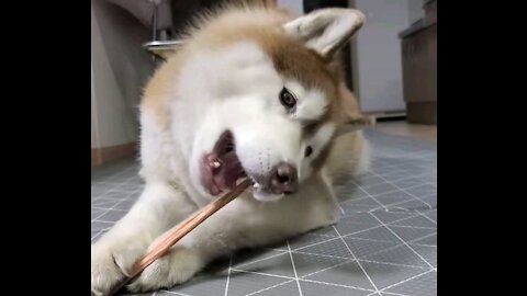 Mom, buy me another snack! It's so good. Husky Tan eating snacks.