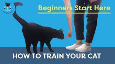 How To Train Your Cat: Beginners Start Here