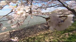 Gem County crops devastated by frost, Emmett Cherry Festival canceled