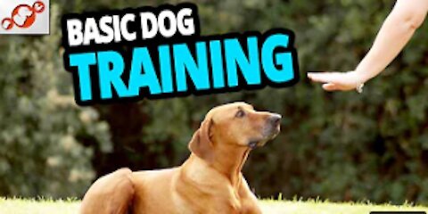 Basic Dog Training – TOP 10 Essential Commands Every Dog Should Know!