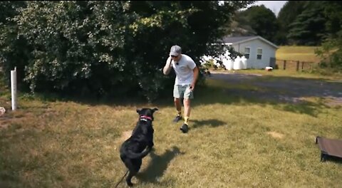 HOW TO SAFELY TRAIN DOGS WITHOUT USING A LEASH!