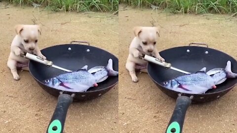 Funny puppy learning to stew fish