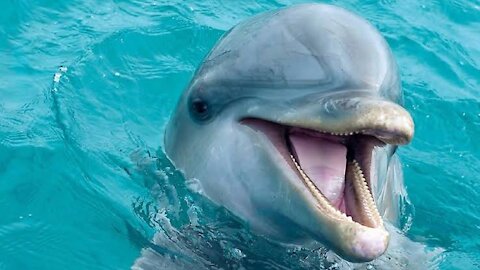 Several dolphins together swimming in the sea and playing a lot 💧🌊🐬