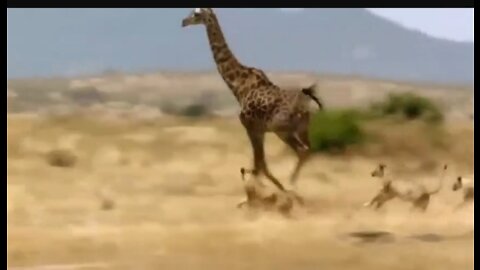 Amazing Hunting - Lions Vs Giraffe - Lion Hunting Fail