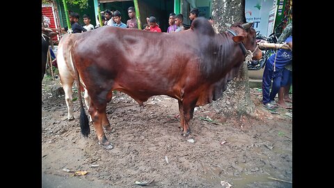 Eid Cow Bazar in Bangladesh 2024