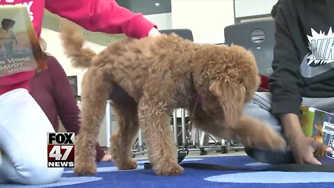 New therapy dog at Donley Elementary School