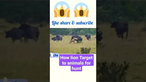 How to Lion target to animals for hunt ®#shorts #youtubeshorts #shortsfeed