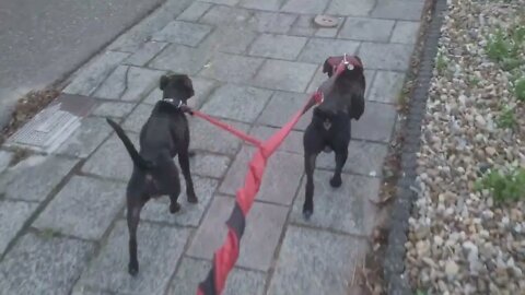 Revisiting comparing Irish Staffordshire Bull Terrier ISBT and Patterdale Terrier Black Red Fell