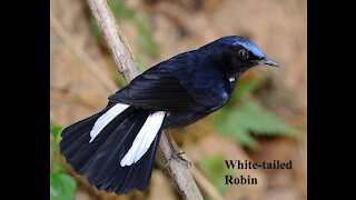 White-tailed Robin bird video