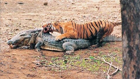 15 Times Animals Messed With The WRONG Opponent! - Need To See!