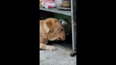 rabbit and dog ki masti