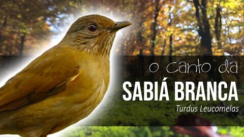 SABIÁ BRANCA - Sabiá Cantando e Chamando - Sabiá Barranco