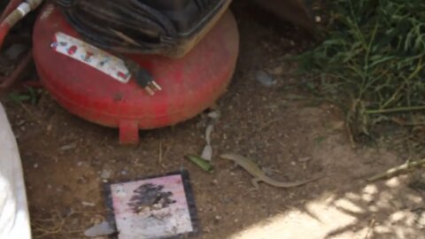 T Bird And Reds Colorado Desert Lizard vs Tomato Hornworm 🐛 vs 🦎