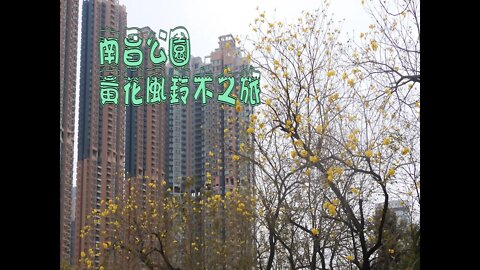 [期間限定篇]#09 偽日本賞櫻-觀賞南昌公園黃花風鈴木及偽櫻花之旅