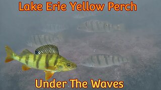 Yellow Perch of Lake Erie Under The Waves