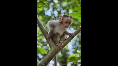 Cute monkey playing video | animal love can melt your heart