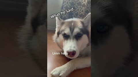 My Husky is VERY MAD!!