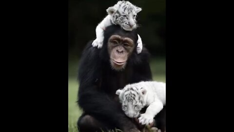 UNUSUAL ANIMALFRIENSHIPS - YOU`LL NOT BELIEVE !!!