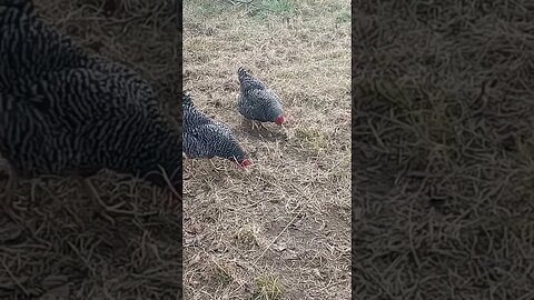 A HEN SCRATHCING THE GROUND AND A HEN WALKING BY (12/13/23)