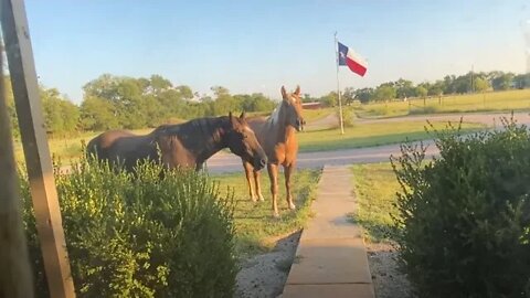 Fedex Left The Gate Open & Horses Got Out - Not Really, I Let Them Out