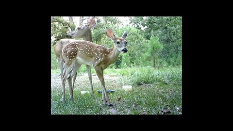 Southeast Texas Backyard Wildlife Garden 81