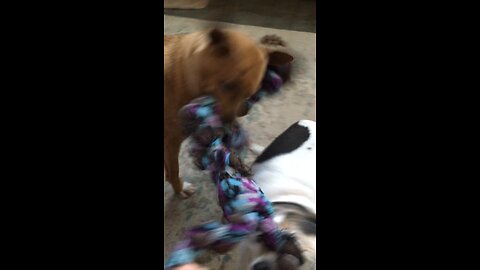 Jake and Eva play rope tug