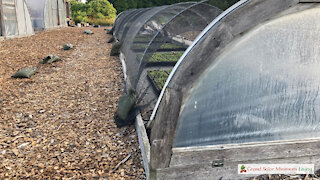 Summer Seedling Tunnel