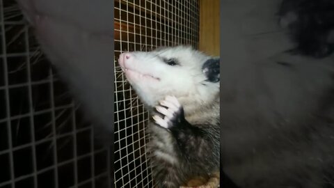 Opossum ASMR