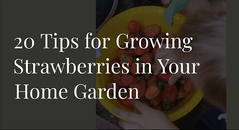 20 tips for growing strawberries in your home garden