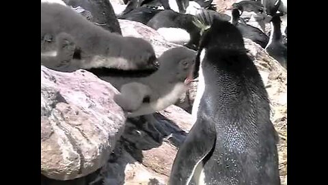 The breeding life of the rockhopper penguins, Falkland Islands.m4v