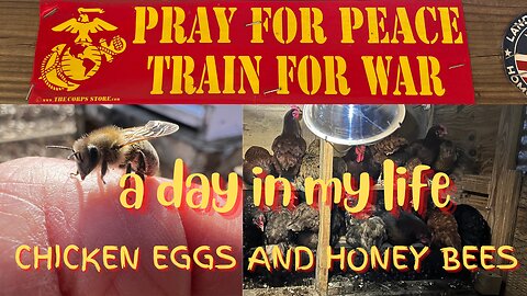 We Diverted A Hawk Attack. Pray For Peace Train For War. Chicken Eggs and Honeybees!