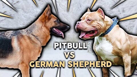 Aggressive German Shepherd Attacks Pitbull!