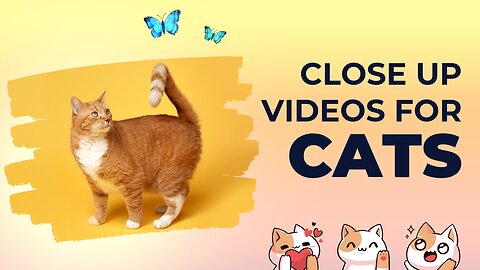 Cats Close up Videos by Rehan Khan ll Forest birds Videos llRehan Khan Video Graphy ll ll