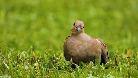 "The Peaceful Presence of Mourning Doves"