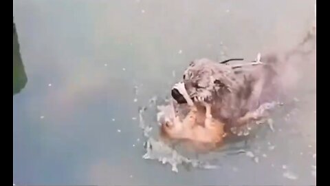 Dog Saves Drowning Kitten