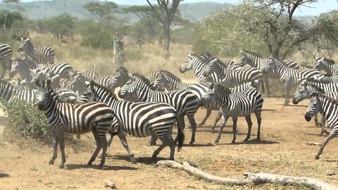 Zebras for Kids: Learn all About Zebras - FreeSchool