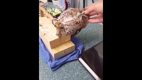 OWL MASSAGE